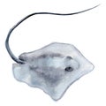 Stingray sea single watercolor illustration Royalty Free Stock Photo