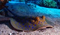 Stingray on the seabed Royalty Free Stock Photo