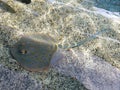 Stingray in shallow ocean water