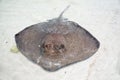 Stingray in a shallow water Royalty Free Stock Photo