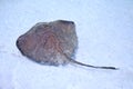 Stingray in a shallow water Royalty Free Stock Photo
