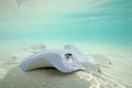 Stingray in Shallow Water Royalty Free Stock Photo