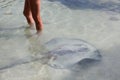 Stingray in Shallow Water Royalty Free Stock Photo