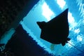 Stingray silhouette Royalty Free Stock Photo