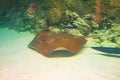 Stingray spotted tiger swims on the bottom of the sea shallow water Royalty Free Stock Photo