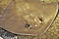 Stingray, a cartilaginous fish related to sharks, Oklahoma City Zoo