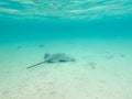 Stingray swimming away underwater on sandy ocean bottom in Raiatea, French Polynesia near Bora Bora and Tahiti