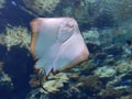 Stingray swimming in Churaumi Aquarium