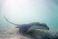 Stingray, swimming and floor of ocean for sea life with underwater beauty and digging sand to feed or rest. Nature Royalty Free Stock Photo