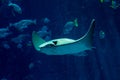 Stingray swimming inside aquarium Royalty Free Stock Photo