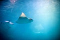 Stingray swimming