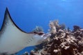 Stingray swims in the sea