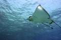 Stingray swims in the sea