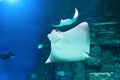 Stingray swims in the warm tropical waters of the Indian Ocean Royalty Free Stock Photo