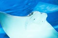 Stingray swims in the water, close up view of the muzzle smile Royalty Free Stock Photo