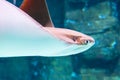 Stingray swims in the water, close-up view of the muzzle Royalty Free Stock Photo