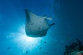 The stingray swooping in the Maldives under the sun