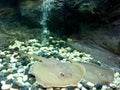Stingray in tank Royalty Free Stock Photo