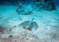 Stingray underwater behaviour Royalty Free Stock Photo
