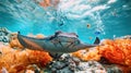 stingray underwater in the coral reef Royalty Free Stock Photo