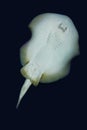 Stingray, urolophus jamaicensis, Adult Swimming, Underside View