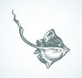 Stingray. Vector drawing Royalty Free Stock Photo