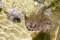 Stingray in a water tank Royalty Free Stock Photo