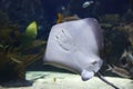 Stingray in the Zoo. Oceanografico Valencia, Spain Royalty Free Stock Photo