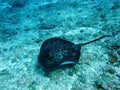 Stingrays are actually cartilaginous fishes that are closely related to sharks Royalty Free Stock Photo