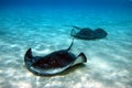 Stingrays Royalty Free Stock Photo