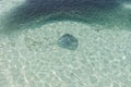 Stingrays floating near the shore in the Indian Ocean Royalty Free Stock Photo