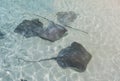 Stingrays floating near the shore in the Indian Ocean Royalty Free Stock Photo