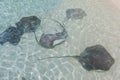 Stingrays floating near the shore in the Indian Ocean Royalty Free Stock Photo