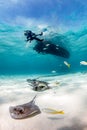 Stingrays and a SCUBA diver