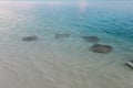 Stingrays swam to shore to enjoy a delicious meal