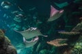 Stingrays swimming in aquarium