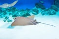 Stingrays are swimming flies flapping wings on the blue deep sea near the underwater rocks Royalty Free Stock Photo