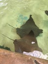 Stingrays swimming in a pool with others in a group Royalty Free Stock Photo