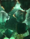 Stingrays swimming in a pool with others in a group Royalty Free Stock Photo