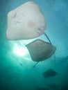 Stingrays swimming in a row underwater