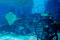 Stingrays swimming in the underwater ruins in aquarium Royalty Free Stock Photo