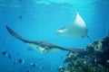 Stingrays underwater Royalty Free Stock Photo