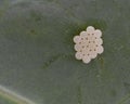 Stink aka Shield bug eggs on cabbage. Ridged cluster.