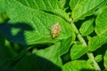 Stink berry bug Latin: Dolycoris baccarum on a green leaf of the Potato Latin: Solanum tuberosum, closeup. Soft focus