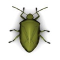 Stink bug