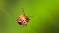 Stink bug Royalty Free Stock Photo