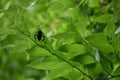 Stink Bug on Chinese Hackberry Leaves