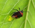 Stink Bug Depositing Eggs Royalty Free Stock Photo