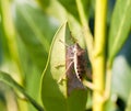 Stink bug eating leaf Royalty Free Stock Photo