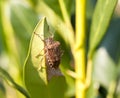 Stink bug eating leaf Royalty Free Stock Photo